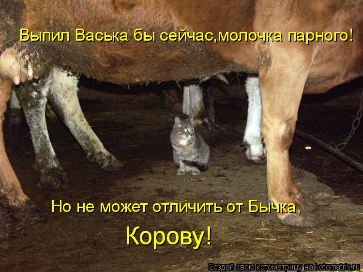 Котоматрица: Выпил Васька бы сейчас,молочка парного! Но не может отличить от Бычка, Корову!