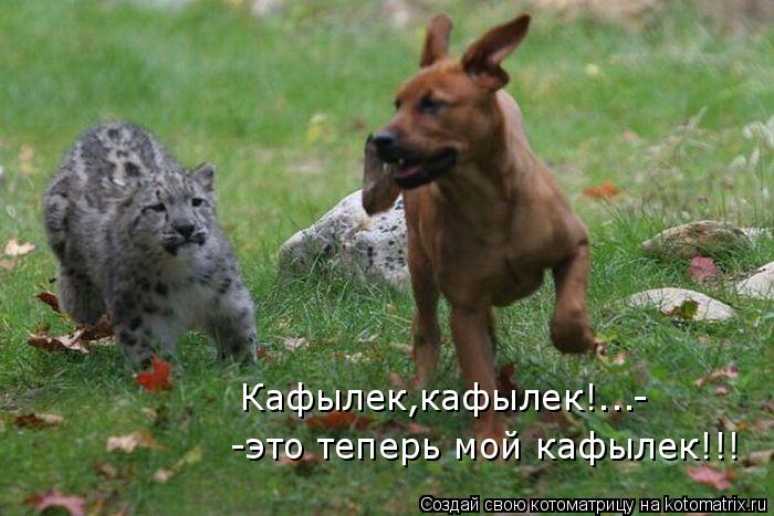 Котоматрица: -это теперь мой кафылек!!! Кафылек,кафылек!...-