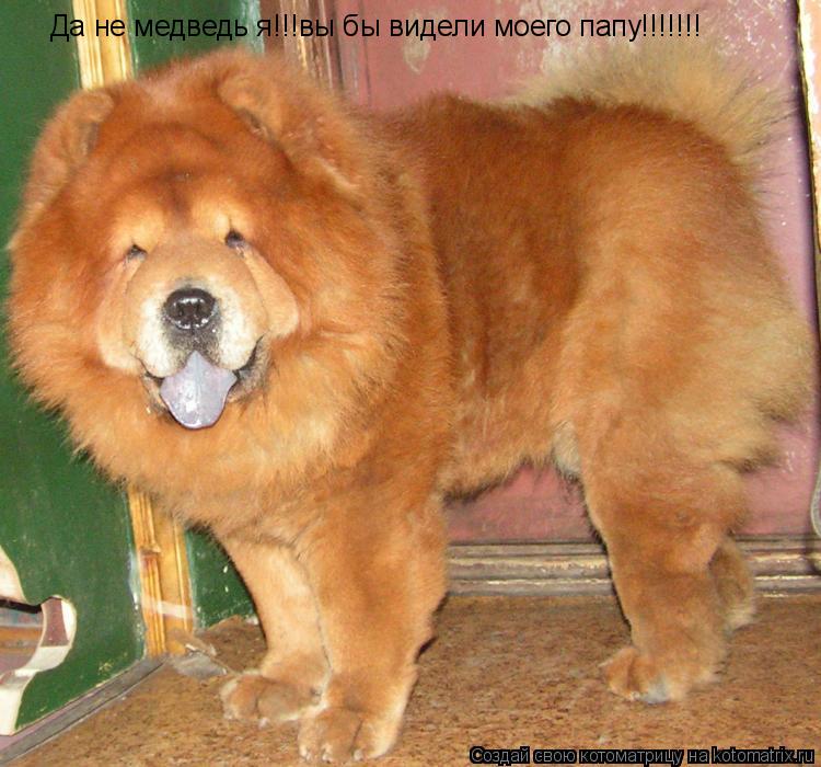 Котоматрица: Да не медведь я!!!вы бы видели моего папу!!!!!!!