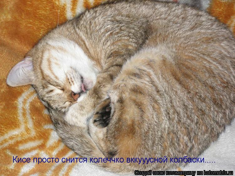 Котоматрица: Кисе просто снится колеччко вккууусной колбаски.....