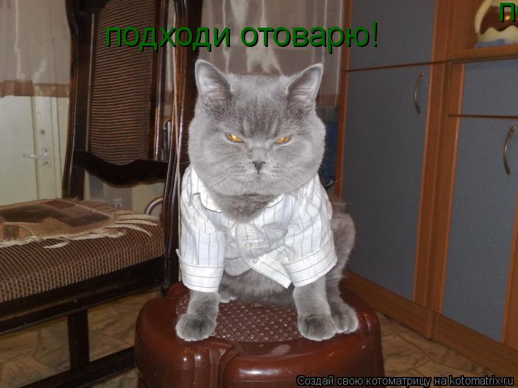 Котоматрица: подходи отоварю! подходи отоварю!