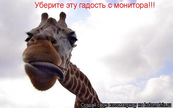 Котоматрица: Уберите эту гадость с монитора!!!