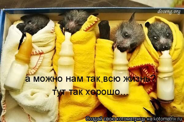 Котоматрица: а можно нам так всю жизнь? тут так хорошо...