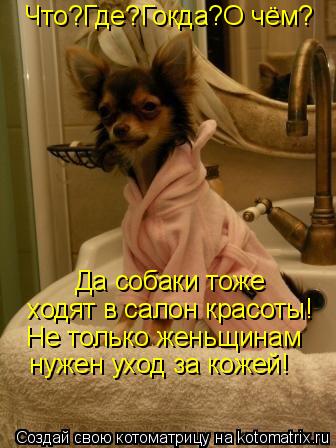 Что?Где?Гокда?О чём? Да собаки тоже ходят в салон красоты! Не только женьщинам нужен уход за кожей!... Котоматрица: Что?Где?Гокда?О чём? Да собаки тоже ходят в салон красоты! Не только женьщинам нужен уход за кожей!