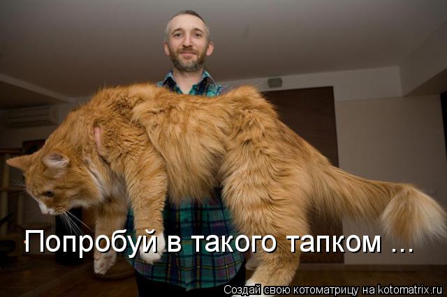 Попробуй в такого тапком ...... Котоматрица: Попробуй в такого тапком ...