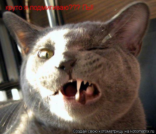 Котоматрица: круто я подмигиваю??? ГЫ!