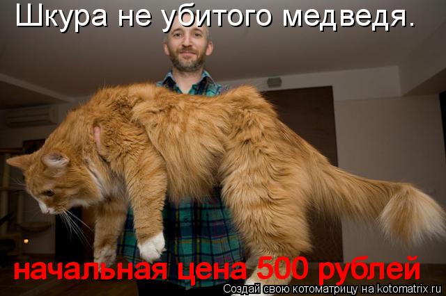 Шкура не убитого медведя. начальная цена 500 рублей начальная цена 500 рублей... Котоматрица: Шкура не убитого медведя. начальная цена 500 рублей начальная цена 500 рублей