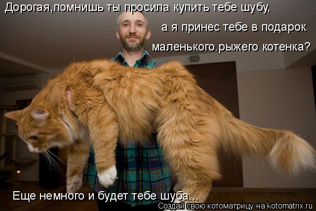 Котоматрица: Дорогая,помнишь ты просила купить тебе шубу, а я принес тебе в подарок  маленького.рыжего котенка? Еще немного и будет тебе шуба...