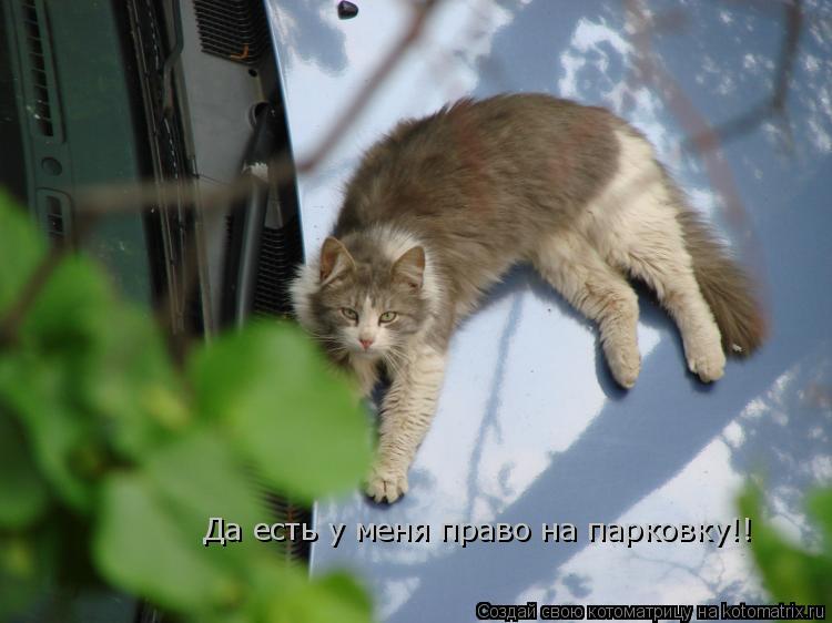 Да есть у меня право на парковку!!... Котоматрица: Да есть у меня право на парковку!!