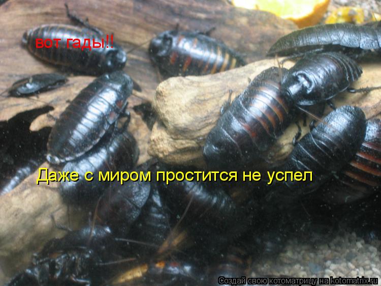 Котоматрица: вот гады!!  Даже с миром простится не успел