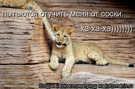 пытаются отучить меня от соски... ха-ха-ха))))))))... Котоматрица: пытаются отучить меня от соски... ха-ха-ха))))))))