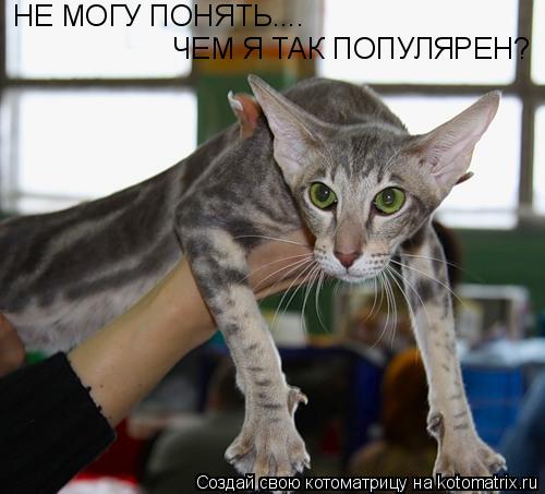 Котоматрица: НЕ МОГУ ПОНЯТЬ.... ЧЕМ Я ТАК ПОПУЛЯРЕН?