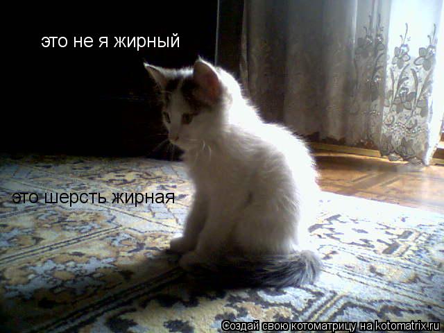 Котоматрица: это не я жирный это шерсть жирная