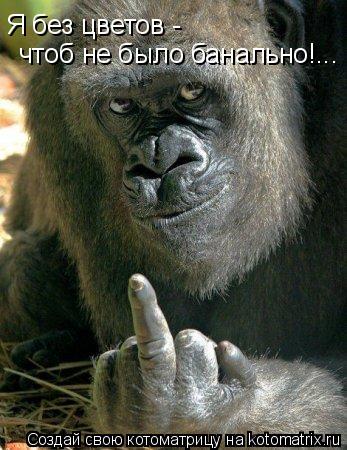 Котоматрица: Я без цветов -  чтоб не было банально!...