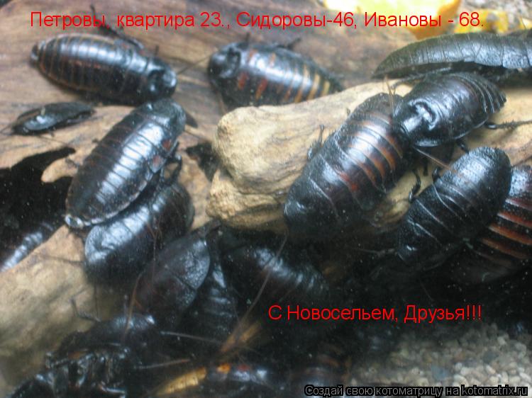 Котоматрица: Петровы, квартира 23., Сидоровы-46, Ивановы - 68.   С Новосельем, Друзья!!!