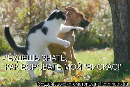 Котоматрица: -"БУДЕШЬ ЗНАТЬ, КАК ВОРОВАТЬ МОЙ "ВИСКАС!"