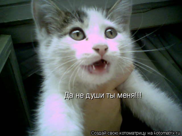 Котоматрица: Да не души ты меня!!!