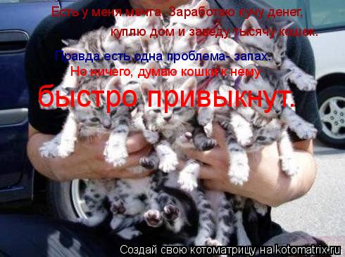 Котоматрица: Есть у меня мечта. Заработаю кучу денег, куплю дом и заведу тысячу кошек.  Правда есть одна проблема- запах. Но ничего, думаю кошки к нему быст