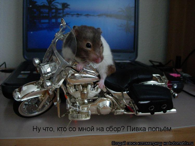 Ну что, кто со мной на сбор? Пивка попьём........ Котоматрица: Ну что, кто со мной на сбор? Пивка попьём.....