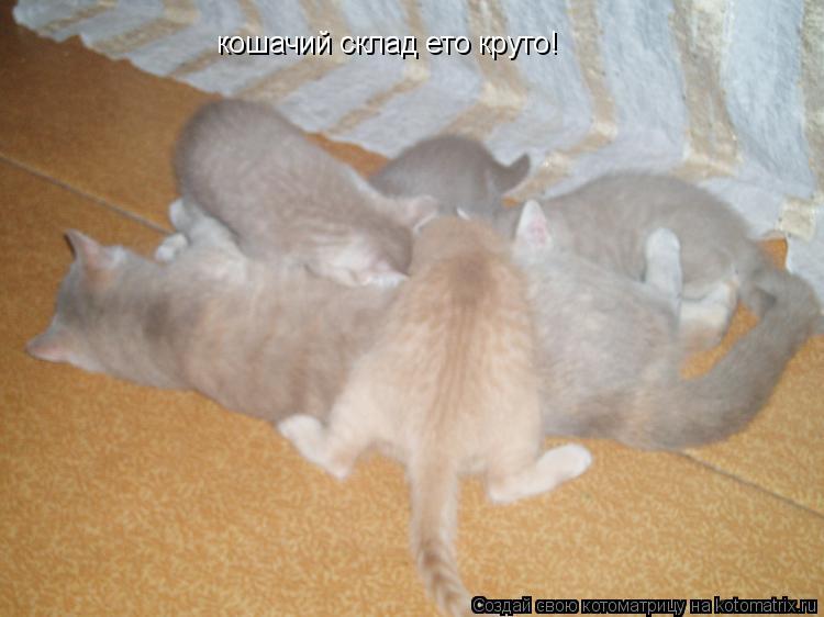 кошачий склад ето круто!... Котоматрица: кошачий склад ето круто!