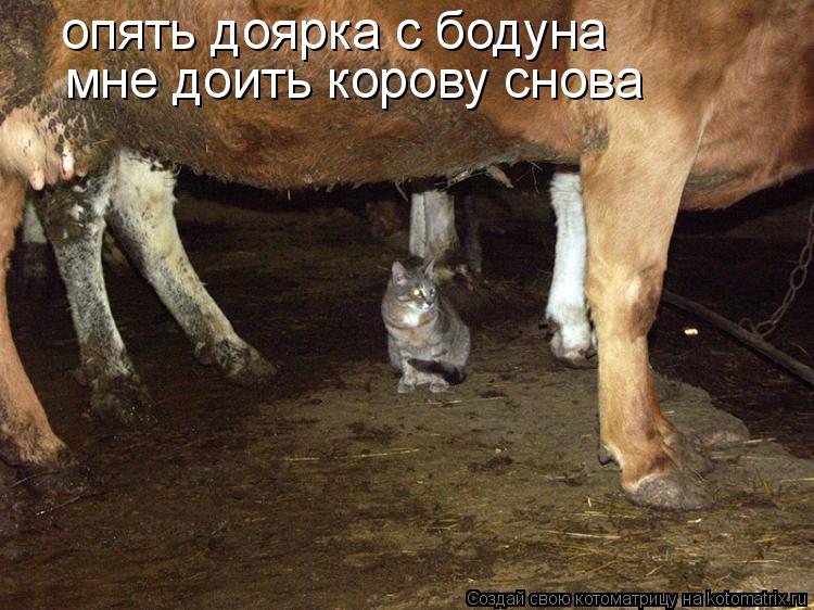 Котоматрица: опять доярка с бодуна мне доить корову снова