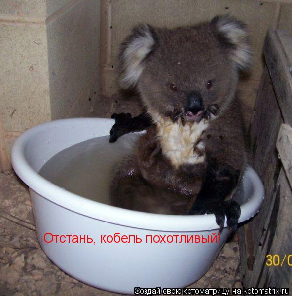 Котоматрица: Отстань, кобель похотливый!