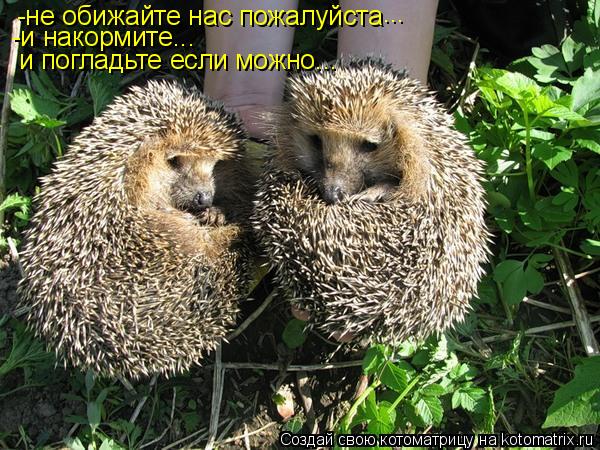 Котоматрица: -не обижайте нас пожалуйста -и накормите... ... и погладьте если можно...