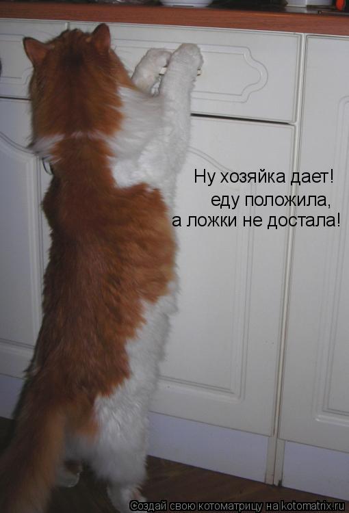 Котоматрица: Ну хозяйка дает! еду положила, а ложки не достала!