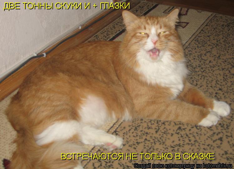 ДВЕ ТОННЫ СКУКИ И + ГЛАЗКИ ВСТРЕЧАЮТСЯ НЕ ТОЛЬКО В СКАЗКЕ... Котоматрица: ДВЕ ТОННЫ СКУКИ И + ГЛАЗКИ ВСТРЕЧАЮТСЯ НЕ ТОЛЬКО В СКАЗКЕ