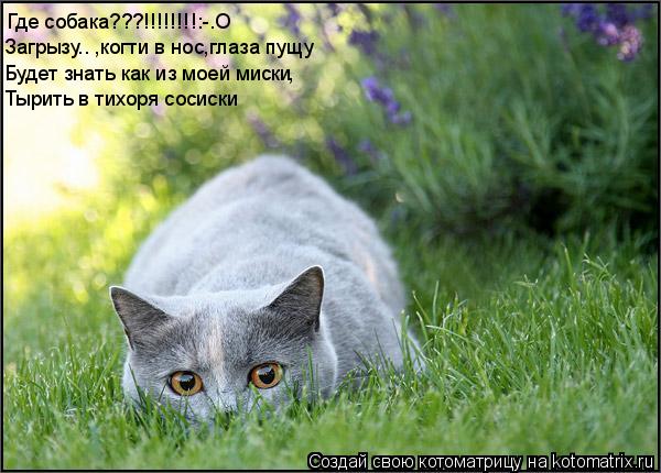 Котоматрица: Где собака???!!!!!!!!:-­O  Загрызу­­ ,когти в нос,глаза пущу Будет знать как из моей миски , Тырить в тихоря сосиски