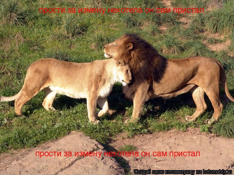 Котоматрица: прости за измену нехотела он сам пристал прости за измену нехотела он сам пристал