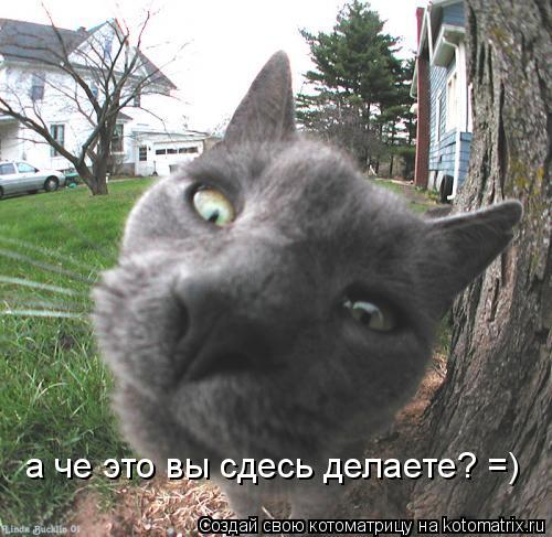 Котоматрица: а че это вы сдесь делаете? =)