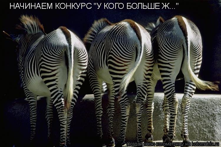 НАЧИНАЕМ КОНКУРС "У КОГО БОЛЬШЕ Ж..."... Котоматрица: НАЧИНАЕМ КОНКУРС "У КОГО БОЛЬШЕ Ж..."