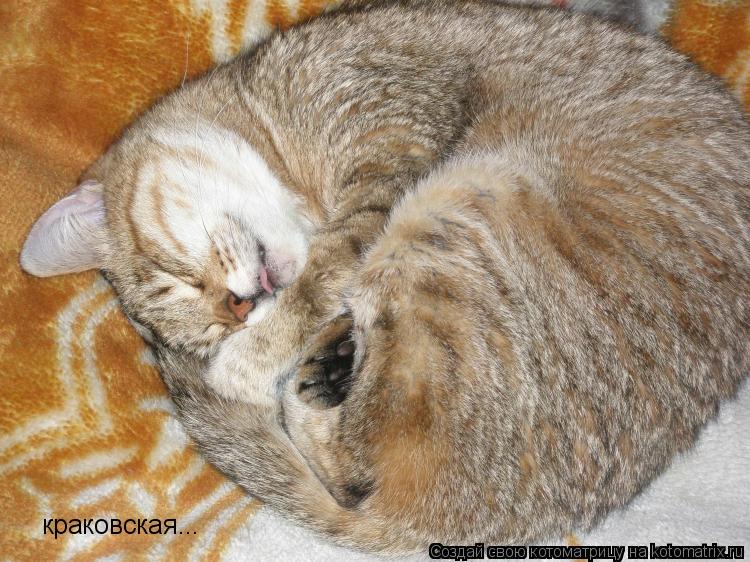 Котоматрица: краковская...