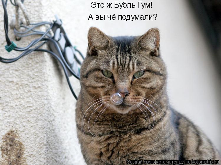 Котоматрица: Это ж Бубль Гум! А вы чё подумали?