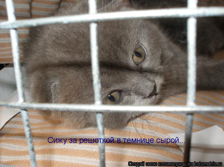 Котоматрица: Сижу за решоткой в темнице сырой...