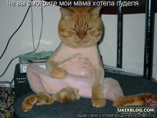 Котоматрица: Чё вы смотрите мои мама хотела пуделя