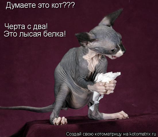 Думаете это кот??? Черта с два! Это лысая белка!... Котоматрица: Думаете это кот??? Черта с два! Это лысая белка!
