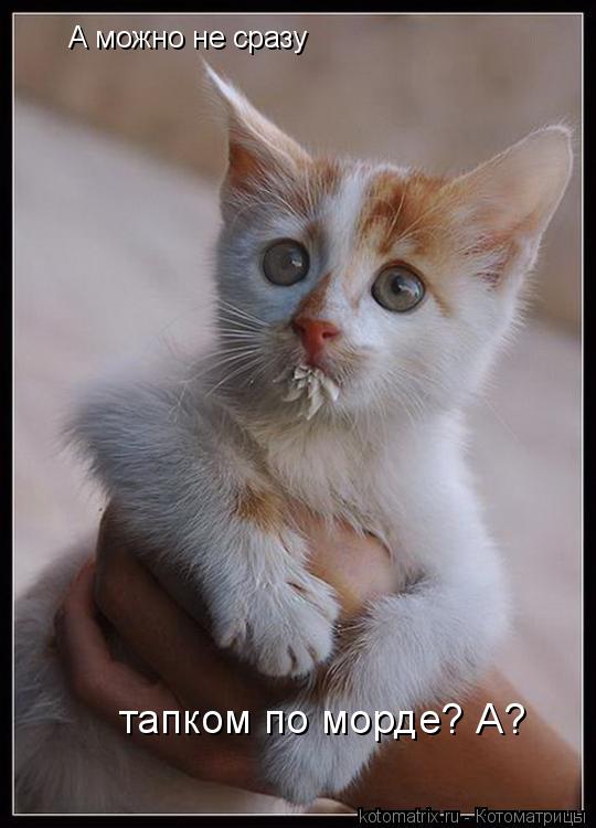 А можно не сразу тапком по морде? А?... Котоматрица: А можно не сразу тапком по морде? А?