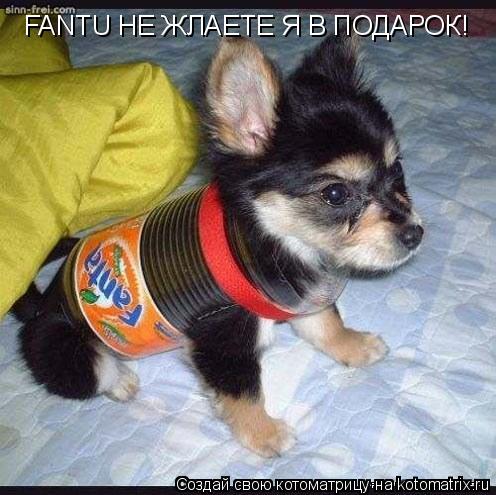 FANTU НЕ ЖЛАЕТЕ Я В ПОДАРОК!... Котоматрица: FANTU НЕ ЖЛАЕТЕ Я В ПОДАРОК!