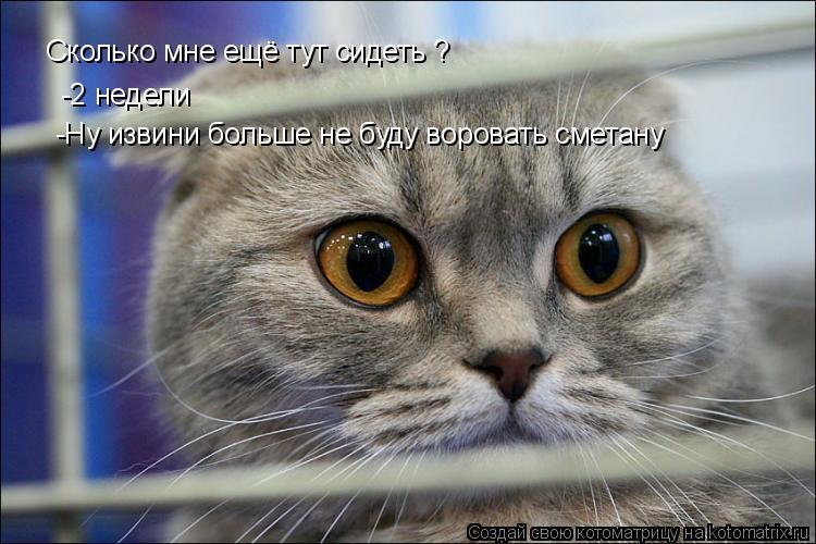 Котоматрица: Сколько мне ещё тут сидеть ? -2 недели -Ну извини больше не буду воровать сметану