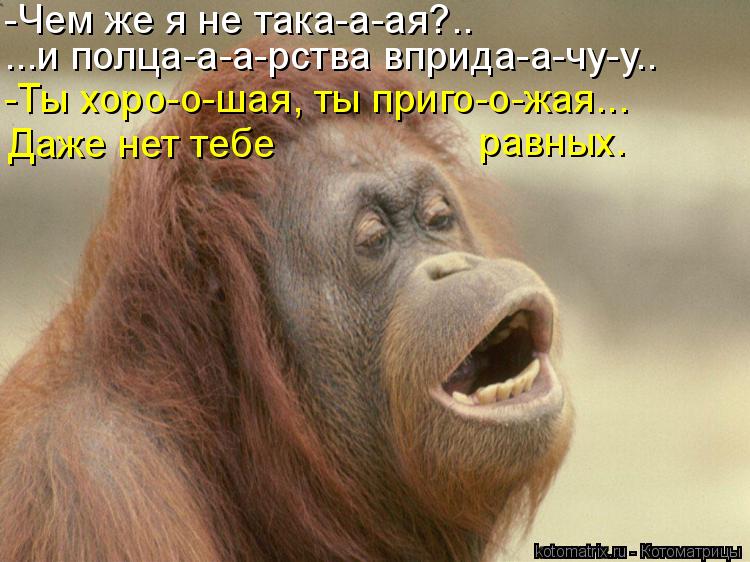 -Чем же я не така-а-ая?.. ...и полца-а-а-рства вприда-а-чу-у.. -Ты хоро-о-шая, ты приго-о-жая... Даже... Котоматрица: -Чем же я не така-а-ая?.. ...и полца-а-а-рства вприда-а-чу-у.. -Ты хоро-о-шая, ты приго-о-жая... Даже нет тебе равных.