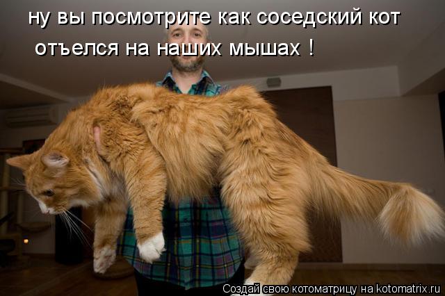Котоматрица: ну вы посмотрите как соседский кот   отъелся на наших мышах !