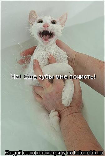 Котоматрица: На! Еще зубы мне почисть!