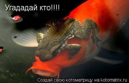 Котоматрица: Угададай кто!!!!