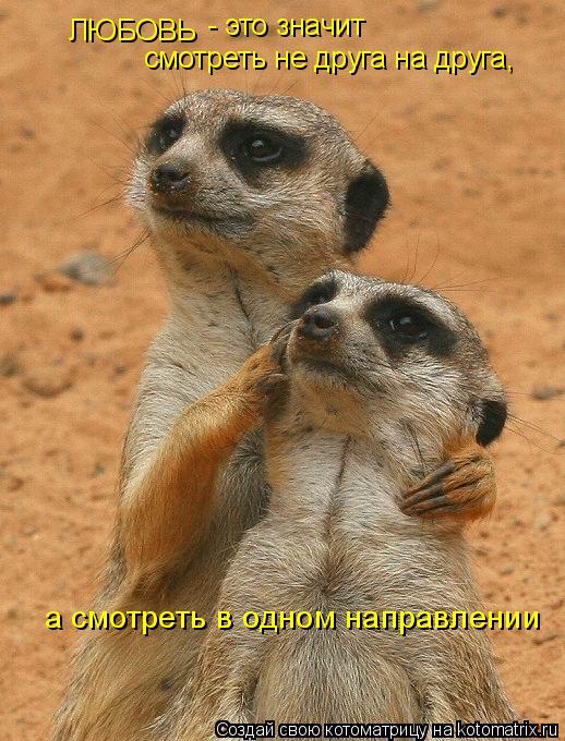 Котоматрица: ЛЮБОВЬ  - это значит  смотреть не друга на друга, а смотреть в одном направлении