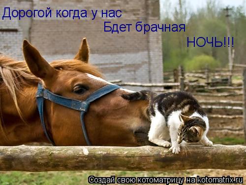 Котоматрица: Дорогой когда у нас Бдет брачная НОЧЬ!!!