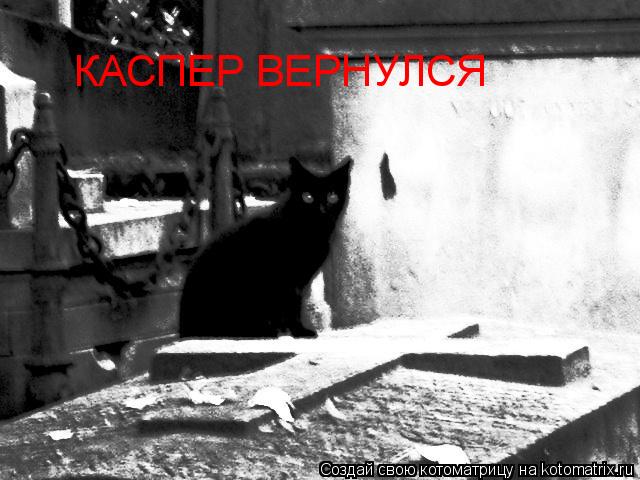 Котоматрица: КАСПЕР ВЕРНУЛСЯ