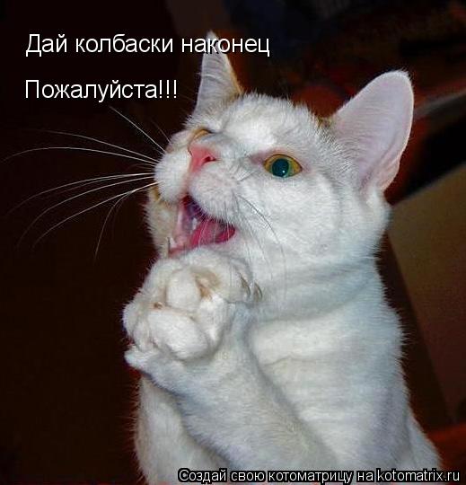 Котоматрица: Дай колбаски наконец Пожалуйста!!!