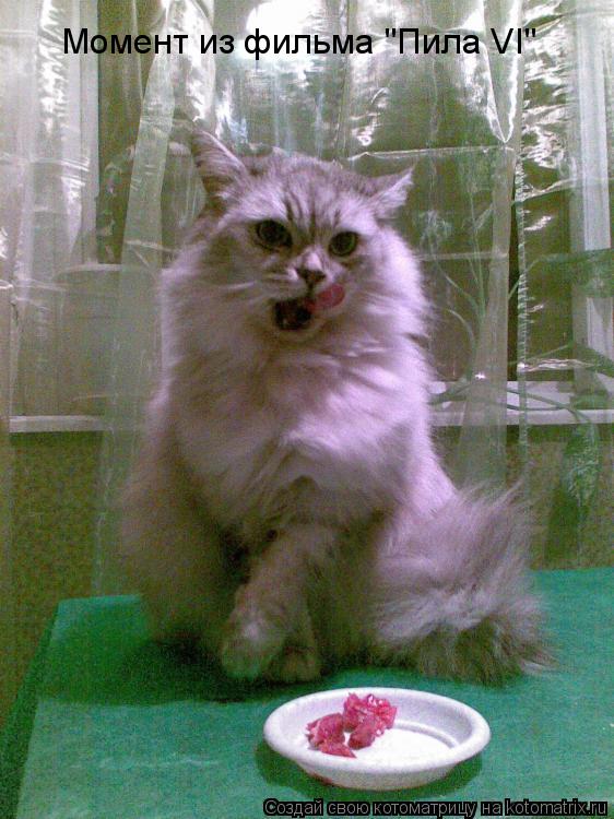 Котоматрица: Момент из фильма "Пила VI"